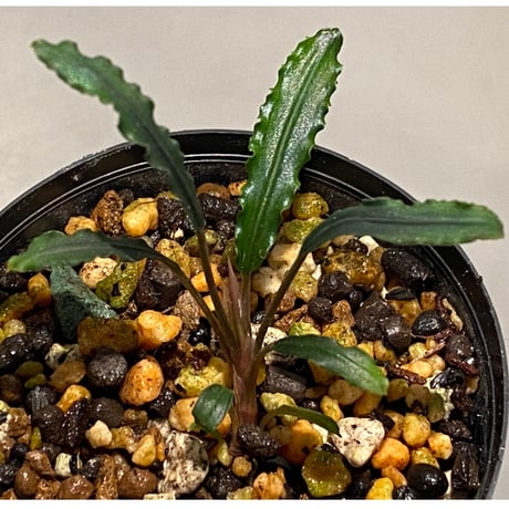 Bucephalandra sp. "Mangat" [MF0417-2A]