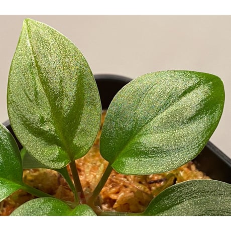 Homalomena sp. from West Kalimantan