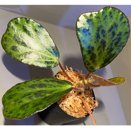 Begonia blancii