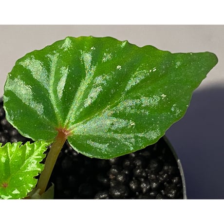 Begonia sp. from Keningau [TK190217]