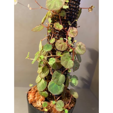 (大株) Begonia lichenora (sp.Mini) from Kalimantan Sarawak border [LA]