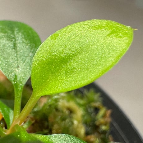 Homalomena sp. from Padang sumatera [LA0117-02]