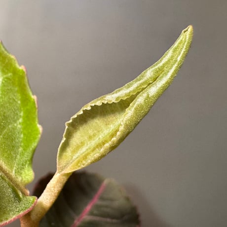 Labisia sp. from Riau sumatera