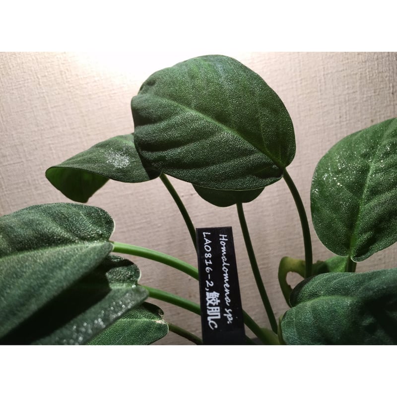 し*物様 Homalomena sp,\"鯖×月\" タグ付き Yahoo!オークション - Homalomena “鯖x月” LA-hyb.22-04