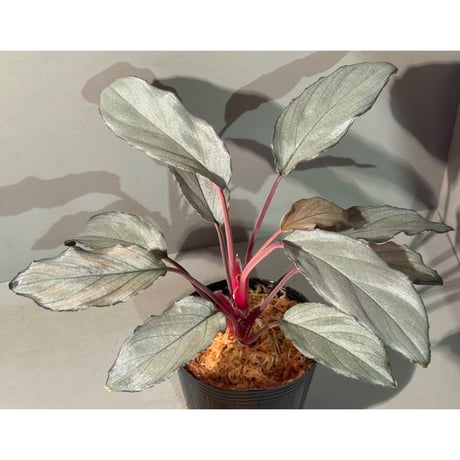 Homalomena sp. "Pink Velvet Long Leaf" from Kepulauan Riau