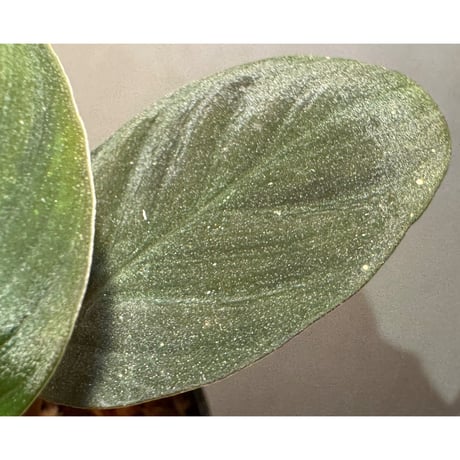 Homalomena sp. from Riau sumatera