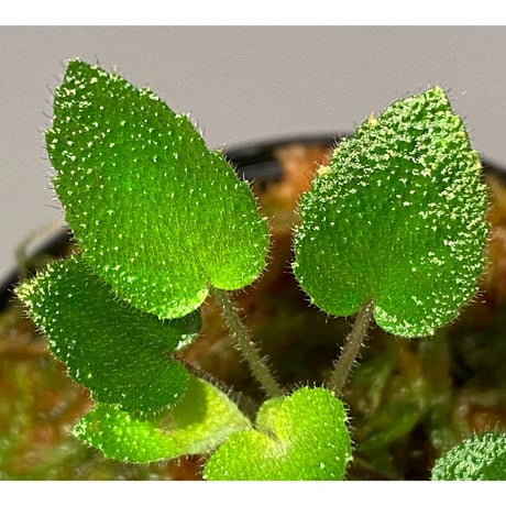 Gesneriaceae sp. from Kalimantan [NT ORCHID]