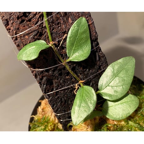 Ficus sp. from Murung raya [LA0515-05]