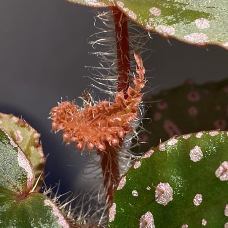 Begonia sp. from Muara Wahau [TB]