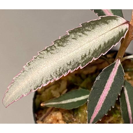 Labisia sp. from Kapuas hulu Kalimantan barat