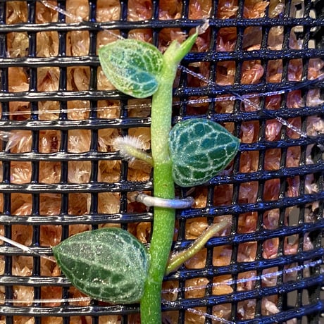 Rhaphidophora cryptantha