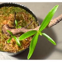 Homonoia riparia from Phu Yen Vietnam