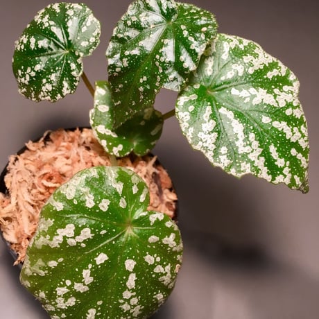 Begonia sp. from Taiwan