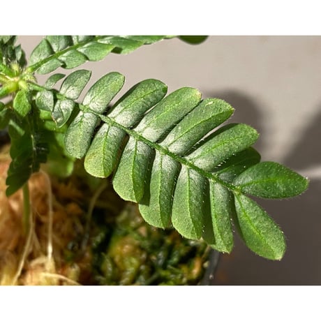 Biophytum sp. BB8th [LA]