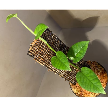 Philodendron sp. from Venezuela [tanakay]
