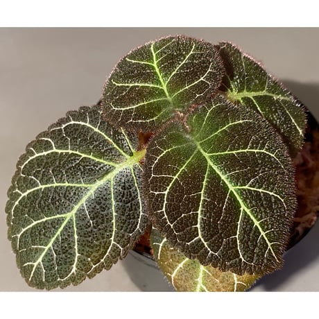 Pearcea hypocyrtiflora from Rio Napo Ecuador [tanakay] 白葉脈