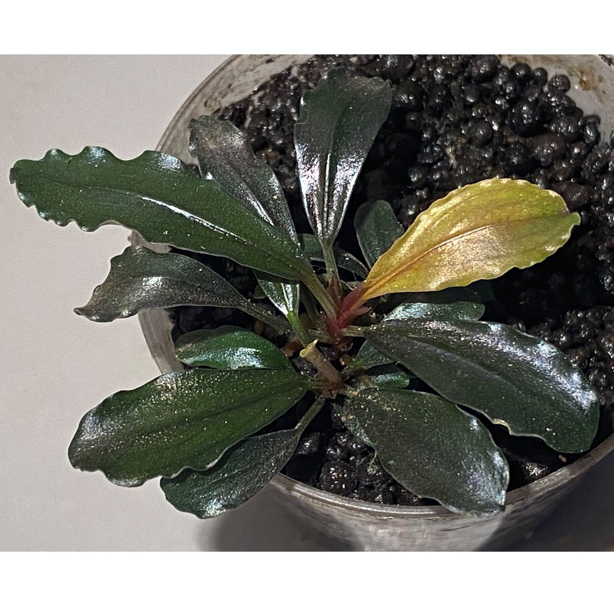 4芽) Bucephalandra sp. 4芽) Bucephalandra sp.