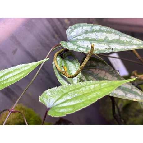 Cissus sp. "Padang" Sumatra barat [TB]