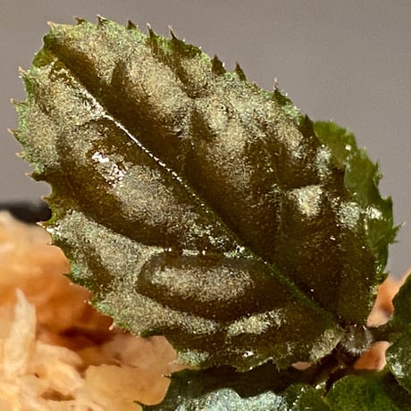 Ardisia sp. from Bengkulu [LA0315-1]