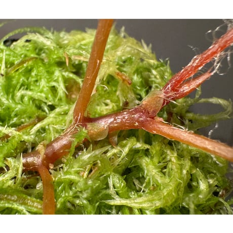 Begonia cf. ferox from Cao Bang [YH040519BK] TK