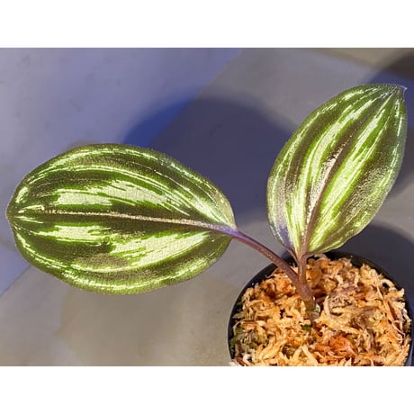 Spatholirion sp. from Guangxi