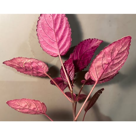 (常湿育成株) Hemigraphis alternata from Pulau Nias [HW0819-02]