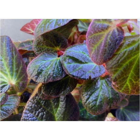 Begonia sp. from Manaus