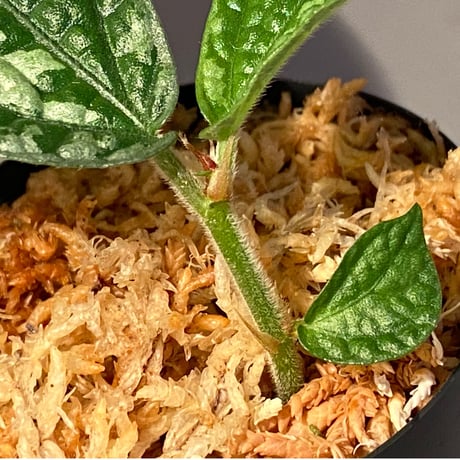 Elatostema sp. (Sri Lanka?)