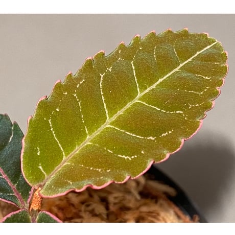 Labisia sp. from Riau Sumatera