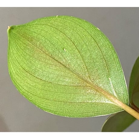 Homalomena sp. "Green widow" BNN from Sibolga timur [AZ0823-11]