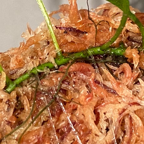 Microsorum pteropus "Serawai" Sintang Kalimantan barat [TB] ①