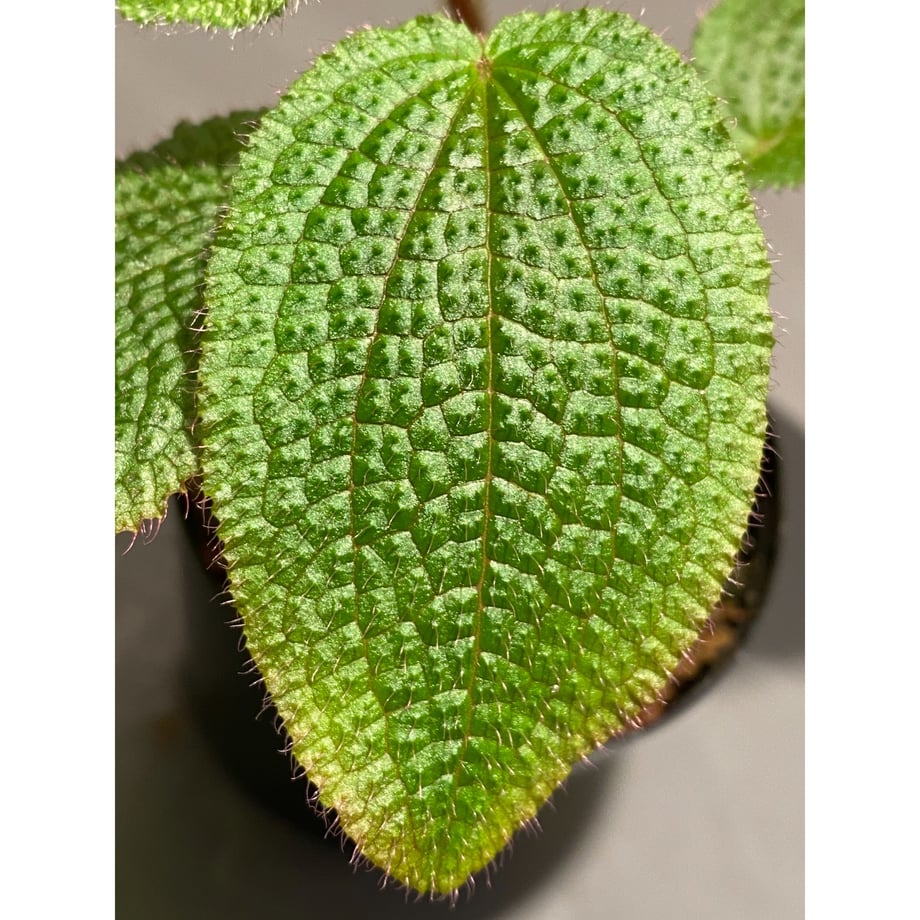 5fdc8600f0b10868326da023
