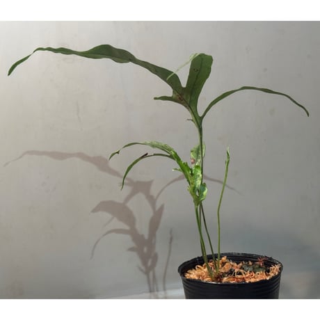 Colysis sp. from Son La Vietnam
