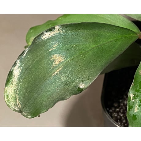 (大株) Bucephalandra sp. Green wavy broad reaf [トロピカ社] ①