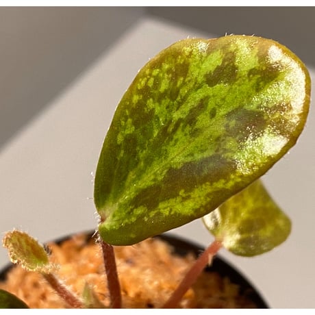 Begonia blancii