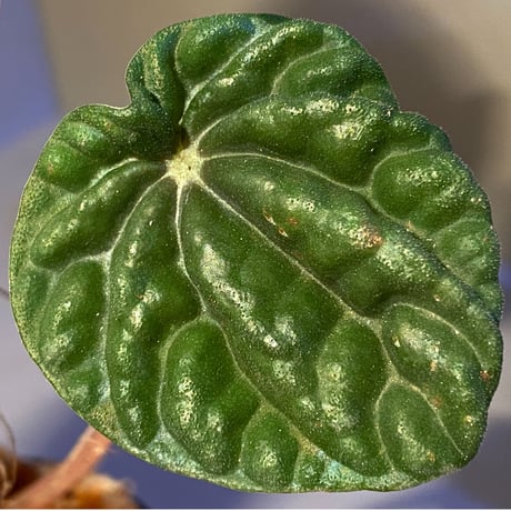 Peperomia meridiana from Ecuador [tanakay]