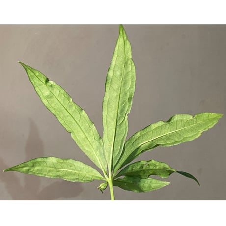 Anthurium polyschistum from Napo Ecuador [tanakay]