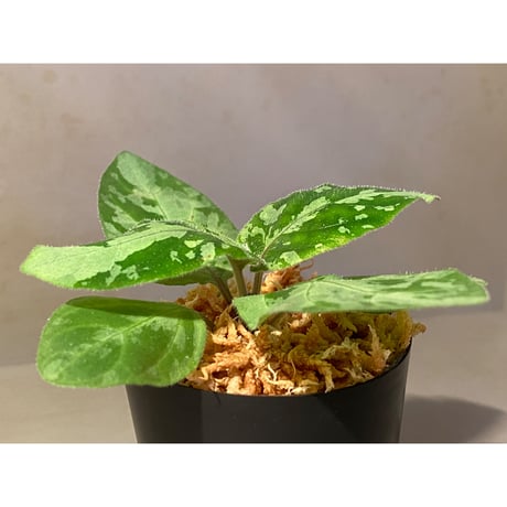 Gymnostachyum sp. f1 from Aceh sumatera [LA0816-1ss]