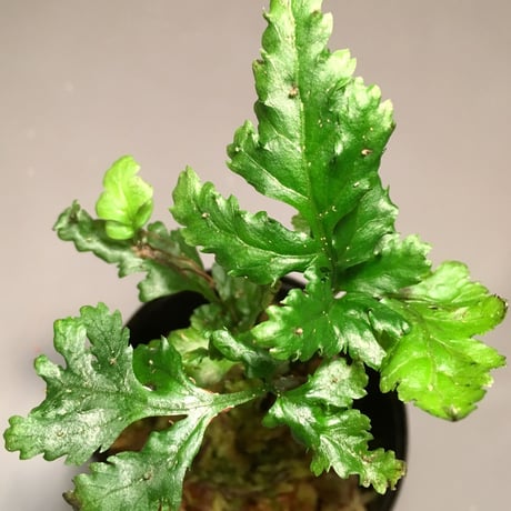 Bolbitis sp. from Siberut [LA]