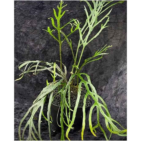 Microsorium sp. from Saripoi [LA0515-02]