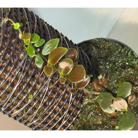 Marcgravia sp. "Azreal"