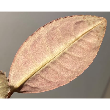 Labisia sp. from Sumatera barat [TB]