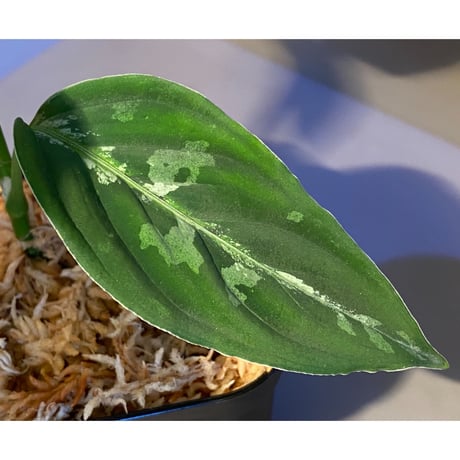 Aglaonema pictum”Tallgeese”BGW from sibolga [AZ0913-1a]