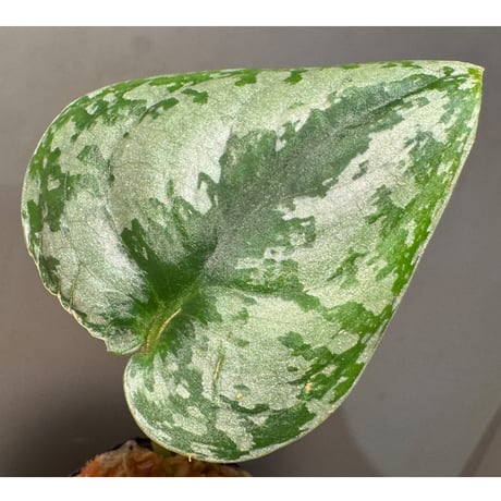 Scindapsus pictus "Mahakam hulu" Kalimantan timur [TB2303]