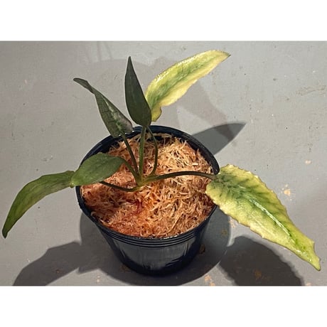 クリプトコリネ　LA便　正規タグ付き Amazon.co.jp: worovo 園芸ラベル 10個入り 植物タグ植物ラベル 黒