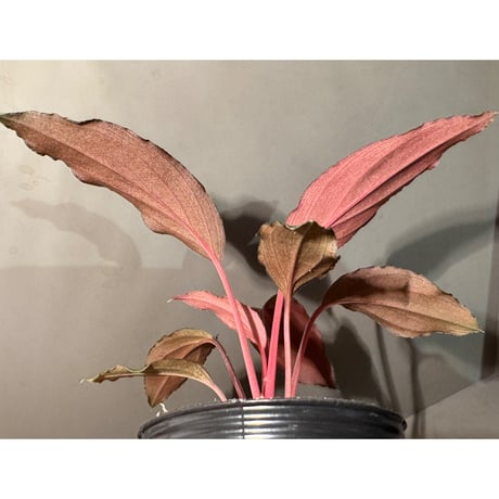 Homalomena sp. "Neon Purple" from Malaysia ②