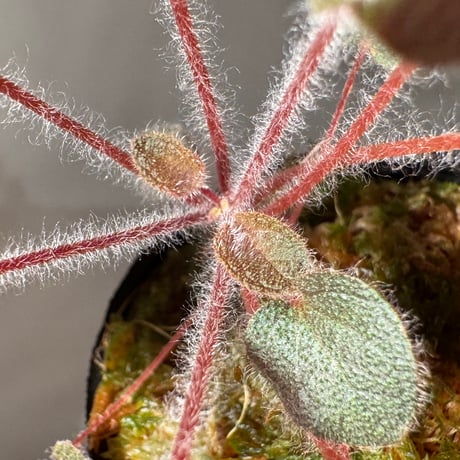 Sonerila dongnathamensis [LA]