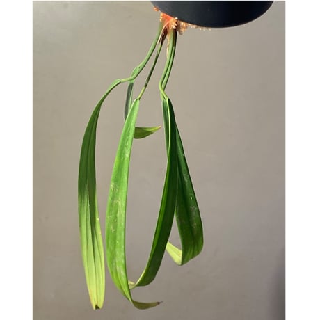 Homalomena anthurioides from "Sumatra utara" [TB]