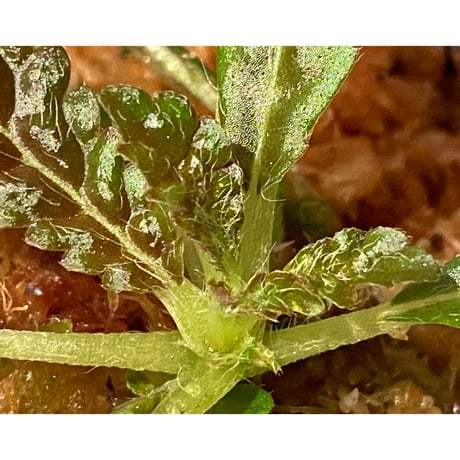 Nautilocalyx pemphidius