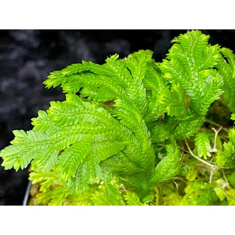 Selaginella biformis [STRINGE PLANTS]